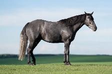 2021 GREY GELDING - Photo 3