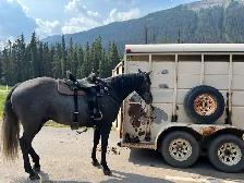 2021 GREY GELDING - Photo 4