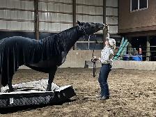 2021 GREY GELDING - Photo 7