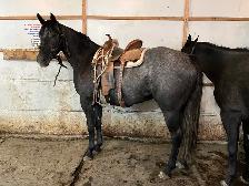 2021 GREY GELDING - Photo 8