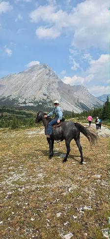 2021 GREY GELDING - Photo 9