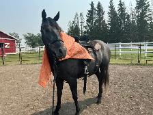 2021 GREY GELDING - Photo 10