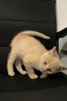 beautiful males  and females kittens