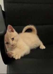 beautiful males  and females kittens - Photo 2