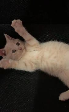 beautiful males  and females kittens - Photo 3