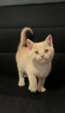 beautiful males  and females kittens - Photo 4