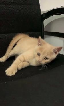 beautiful males  and females kittens - Photo 5