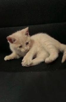 beautiful males  and females kittens - Photo 6