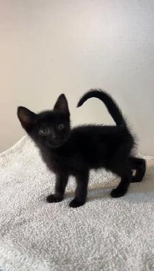 beautiful males  and females kittens - Photo 7