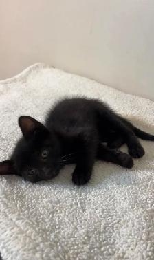 beautiful males  and females kittens - Photo 9