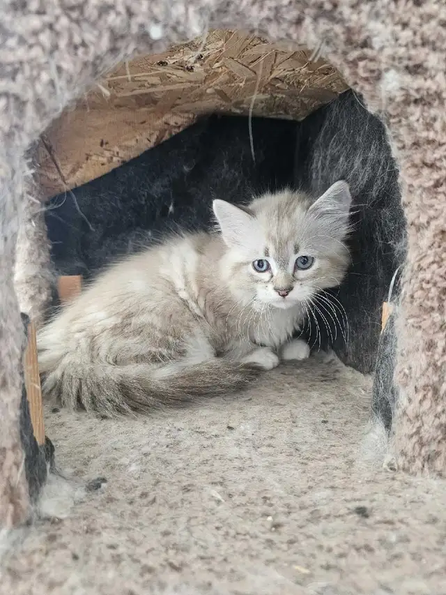 Ragdoll Kittens for sale