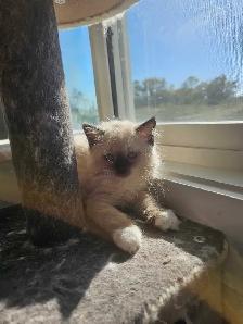 Ragdoll Kittens for sale - Photo 2