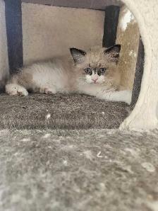 Ragdoll Kittens for sale - Photo 3