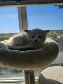 Ragdoll Kittens for sale - Photo 4