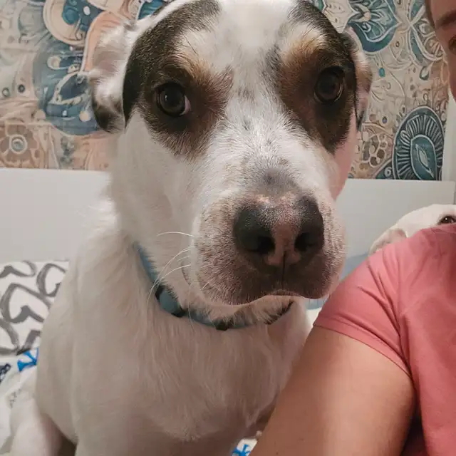 Rehoming Two White Lab Mix Dogs