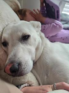 Rehoming Two White Lab Mix Dogs - Photo 2