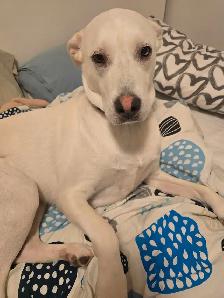 Rehoming Two White Lab Mix Dogs - Photo 3