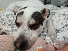 Rehoming Two White Lab Mix Dogs - Photo 4