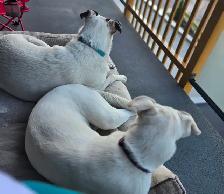Rehoming Two White Lab Mix Dogs - Photo 5