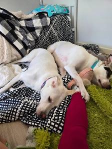 Rehoming Two White Lab Mix Dogs - Photo 6