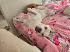 Rehoming Two White Lab Mix Dogs - Photo 7