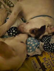 Rehoming Two White Lab Mix Dogs - Photo 8
