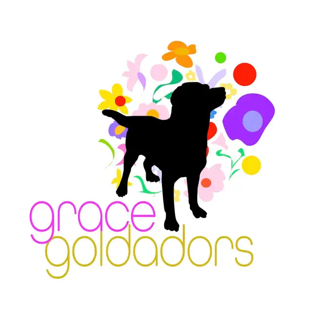 Goldador Puppies - Health Tested!