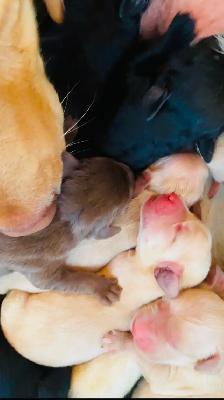 Goldador Puppies - Health Tested! - Photo 2