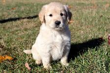 Goldador Puppies - Health Tested! - Photo 3