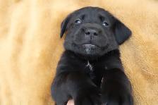 Goldador Puppies - Health Tested! - Photo 5