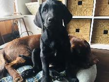 Goldador Puppies - Health Tested! - Photo 6