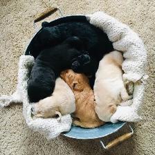 Goldador Puppies - Health Tested! - Photo 7