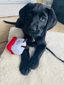 Goldador Puppies - Health Tested! - Photo 8