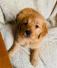 Goldador Puppies - Health Tested! - Photo 9