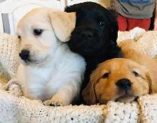 Goldador Puppies - Health Tested! - Photo 10