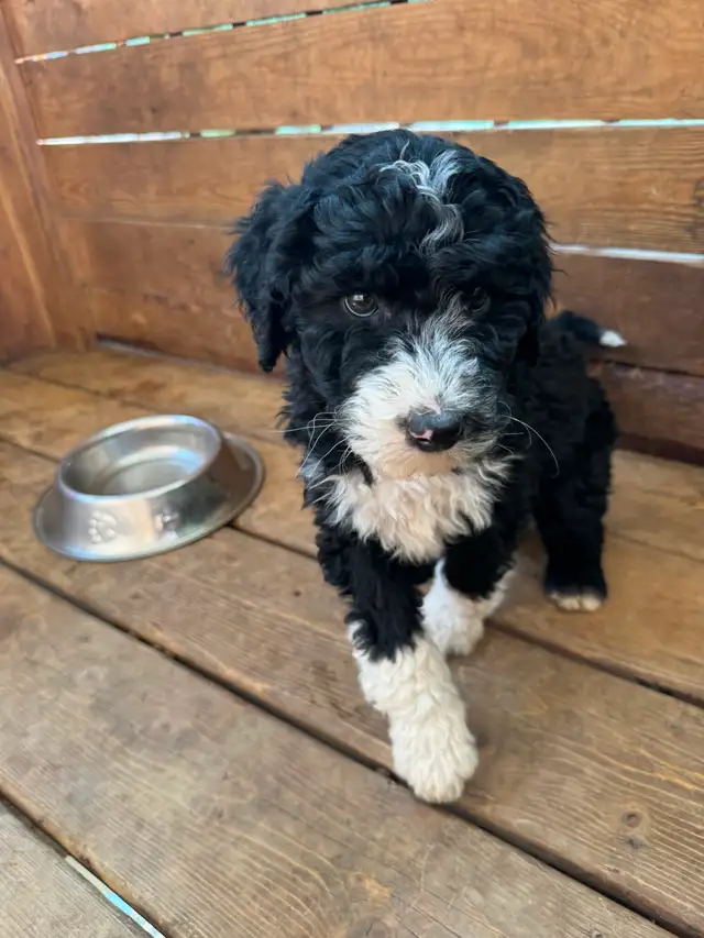 Special pricing Bernedoodles to go home now, hypo, non shedding