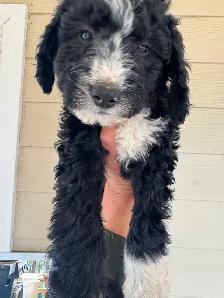 Special pricing Bernedoodles to go home now, hypo, non shedding - Photo 2