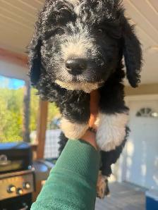 Special pricing Bernedoodles to go home now, hypo, non shedding - Photo 3