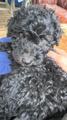 Special pricing Bernedoodles to go home now, hypo, non shedding - Photo 4