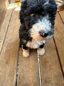 Special pricing Bernedoodles to go home now, hypo, non shedding - Photo 5