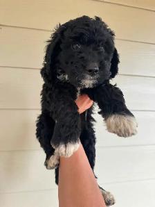 Special pricing Bernedoodles to go home now, hypo, non shedding - Photo 6