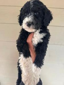 Special pricing Bernedoodles to go home now, hypo, non shedding - Photo 7