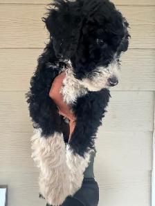 Special pricing Bernedoodles to go home now, hypo, non shedding - Photo 8