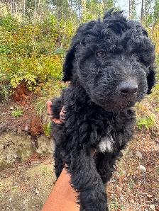 Special pricing Bernedoodles to go home now, hypo, non shedding - Photo 9