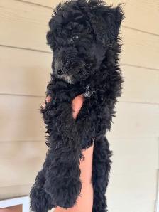Special pricing Bernedoodles to go home now, hypo, non shedding - Photo 10