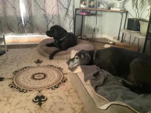 Experience, pet sitting