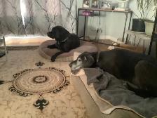 Experience, pet sitting