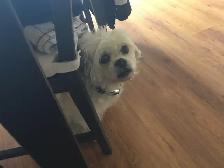 Experience, pet sitting - Photo 2