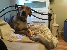 Experience, pet sitting - Photo 3