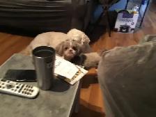 Experience, pet sitting - Photo 4